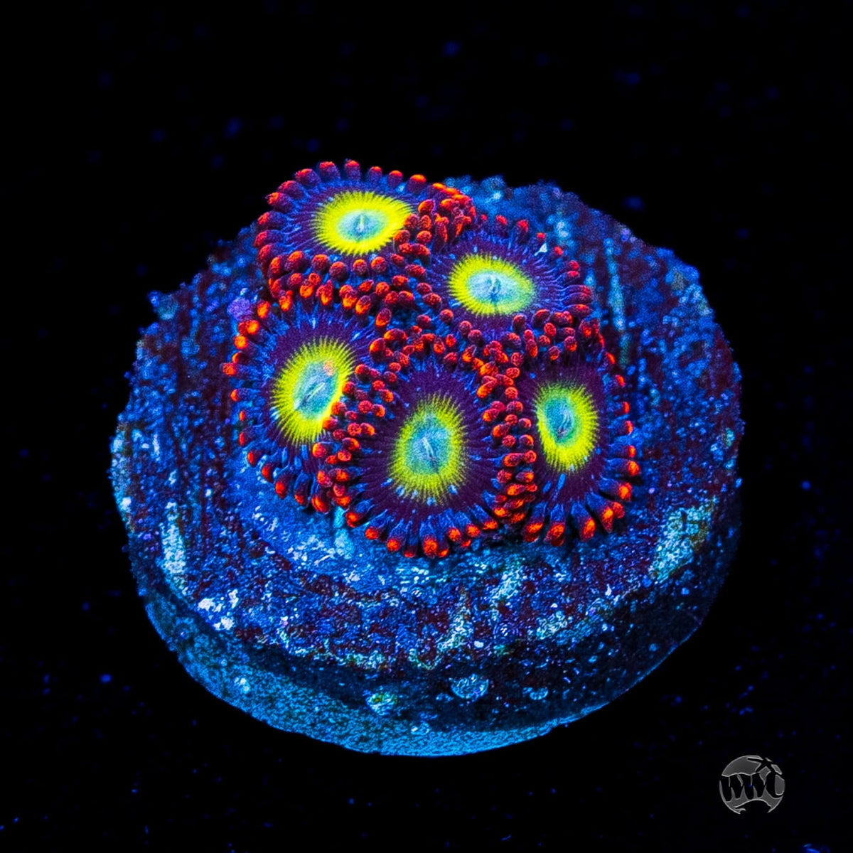 Circus Zoanthids
