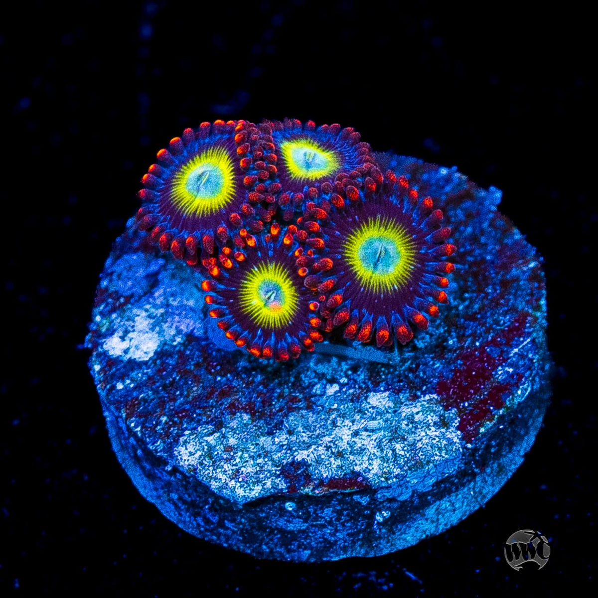 Circus Zoanthids