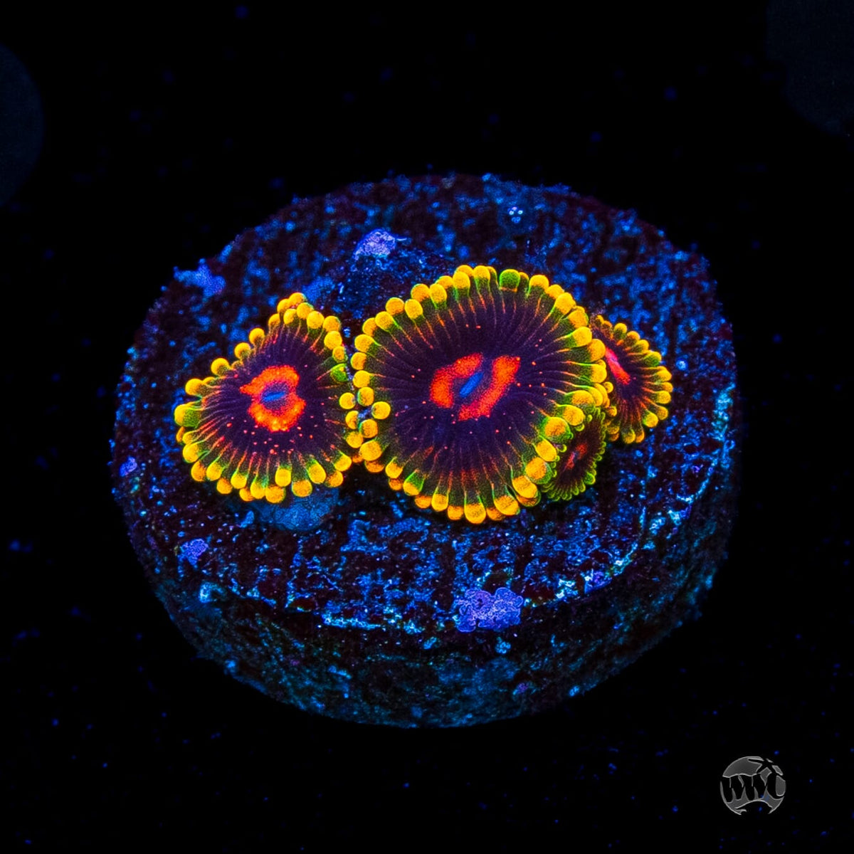 Mind Trick Zoanthids
