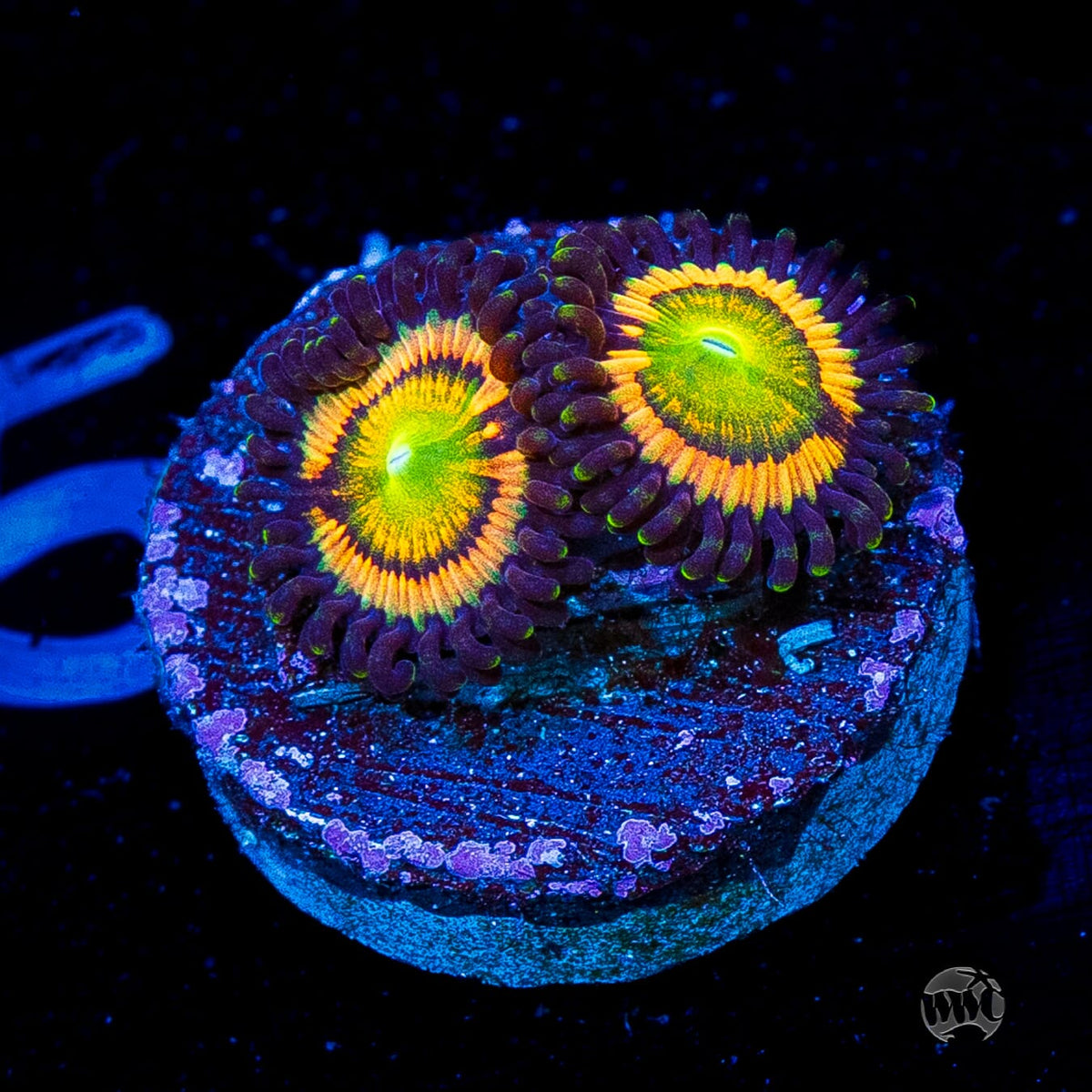 Citrus Cooler Zoanthids