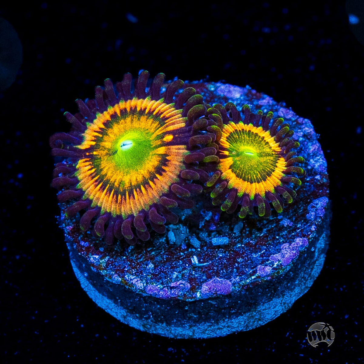 Citrus Cooler Zoanthids