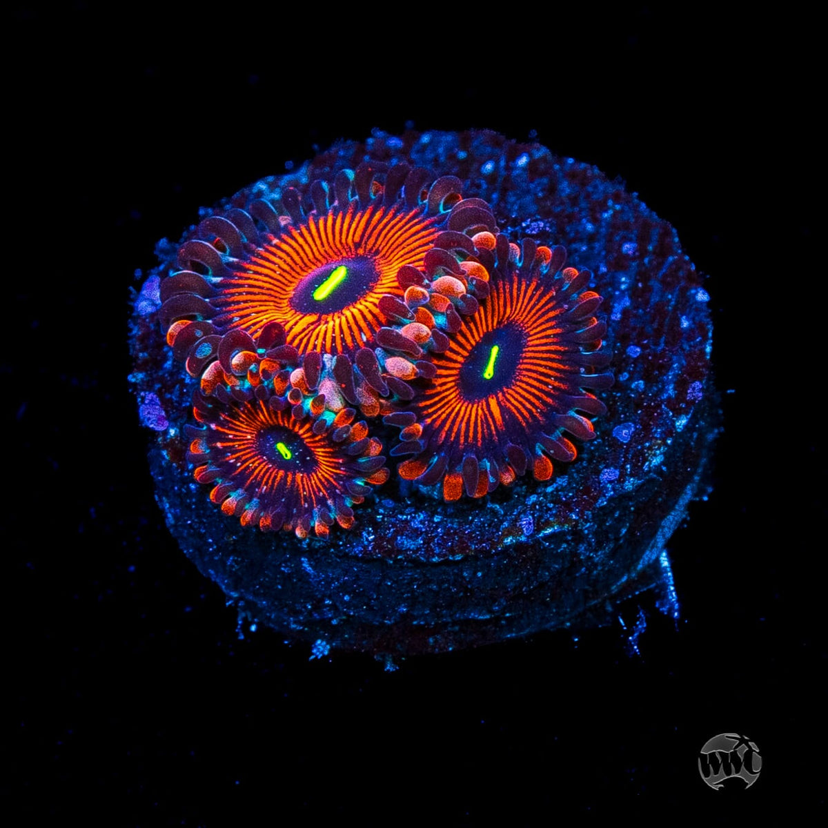 Seduction Zoanthids