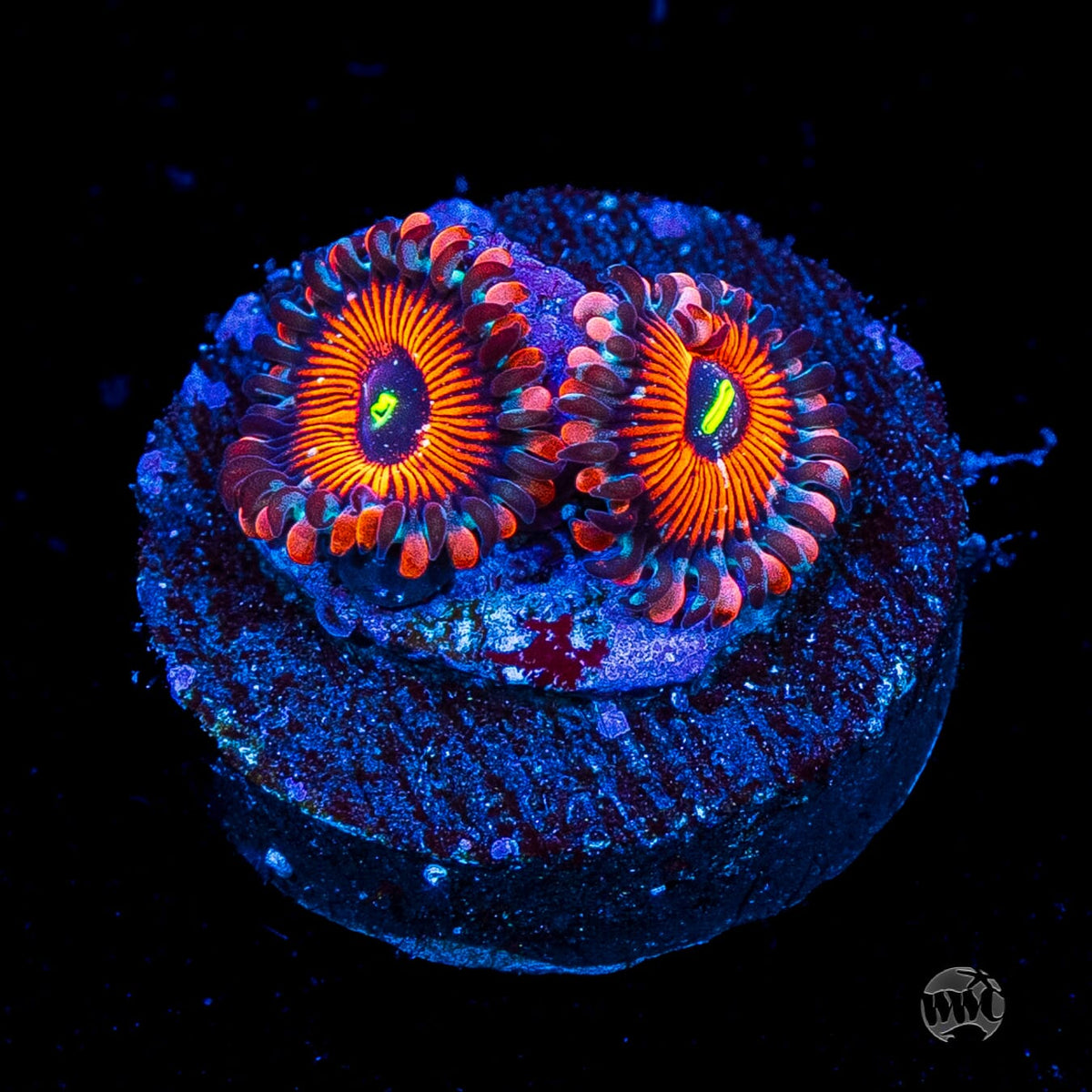 Seduction Zoanthids