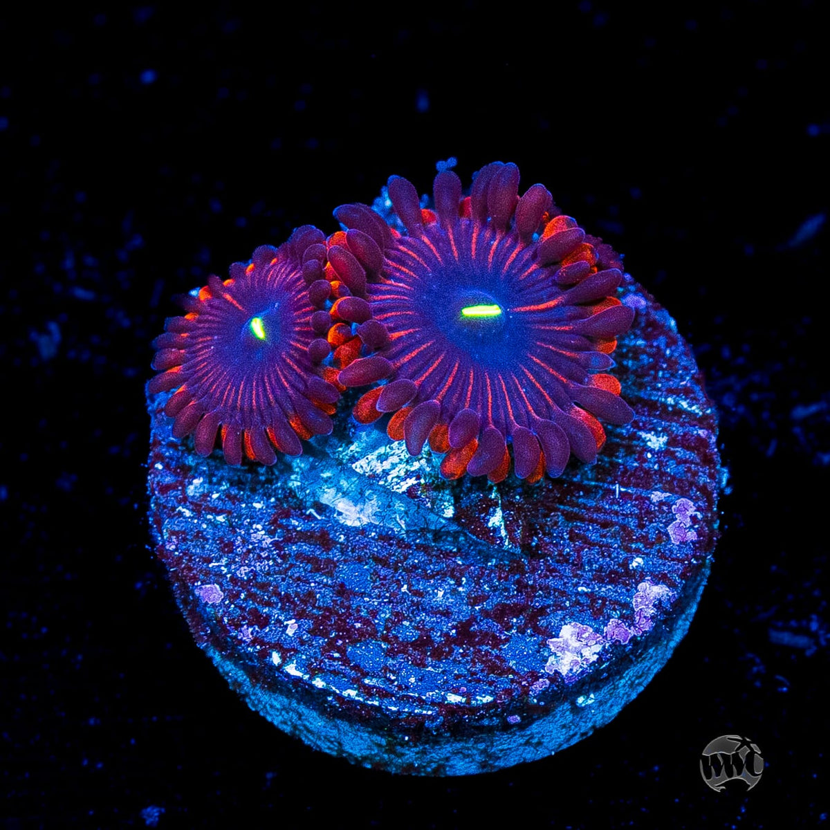 Wannabe RPE Zoanthids