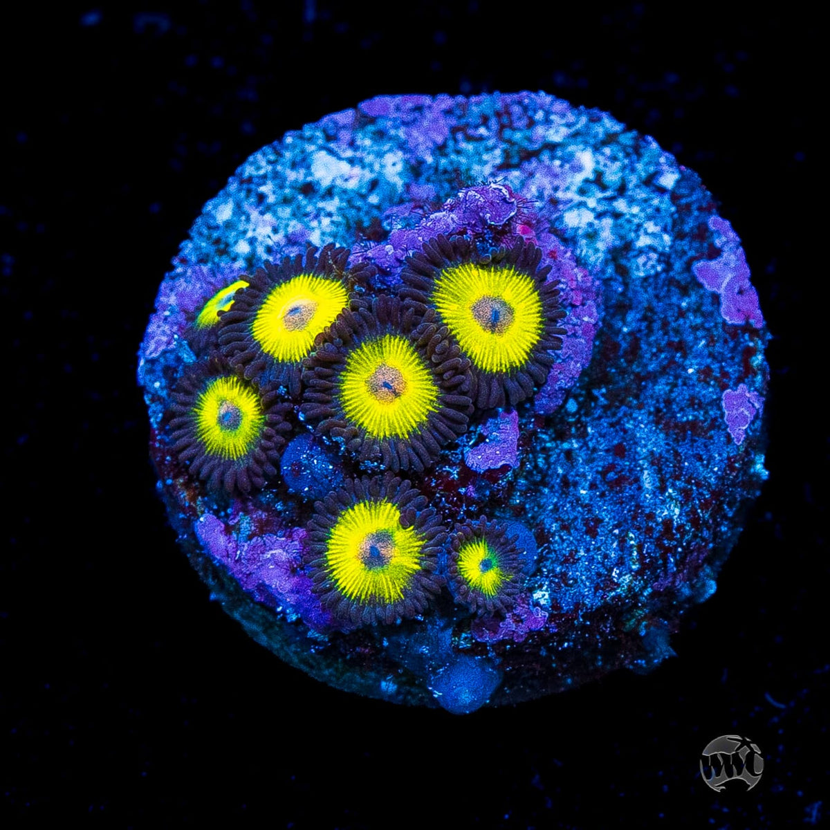 Golden Eye Zoanthids