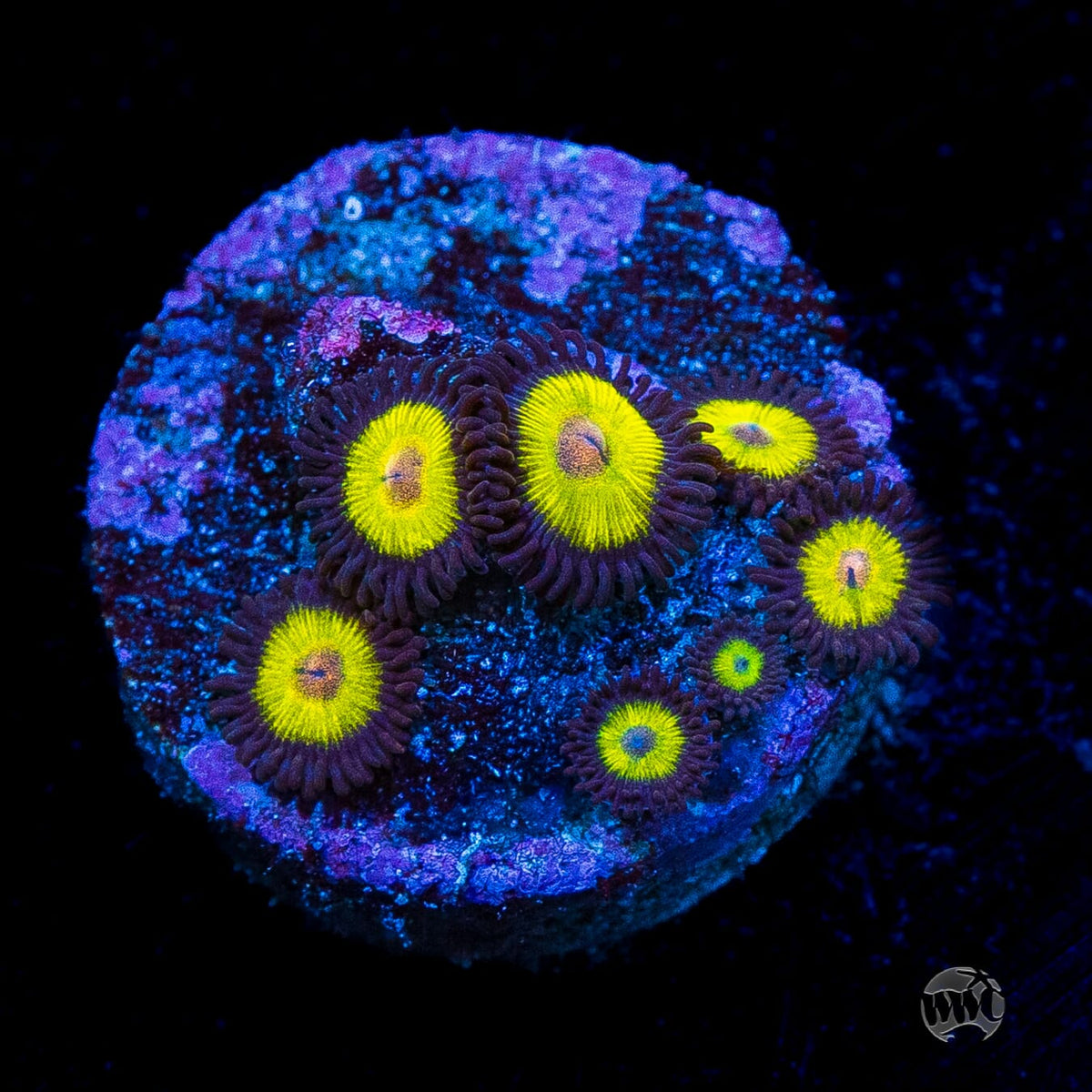 Golden Eye Zoanthids