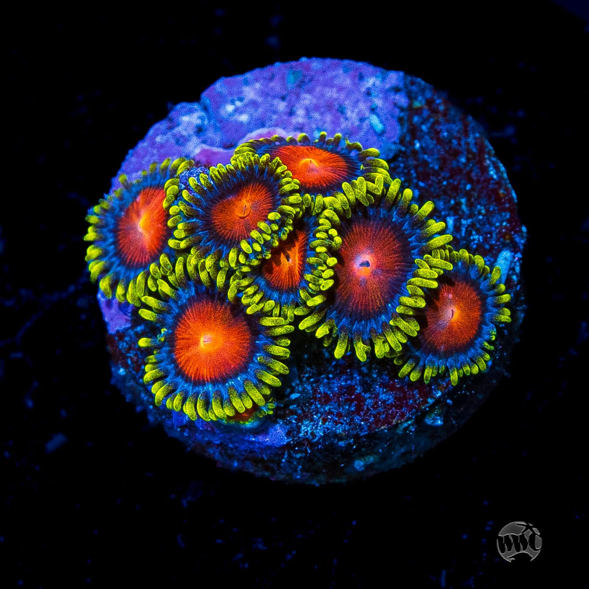WWC Rising Sun Zoanthids