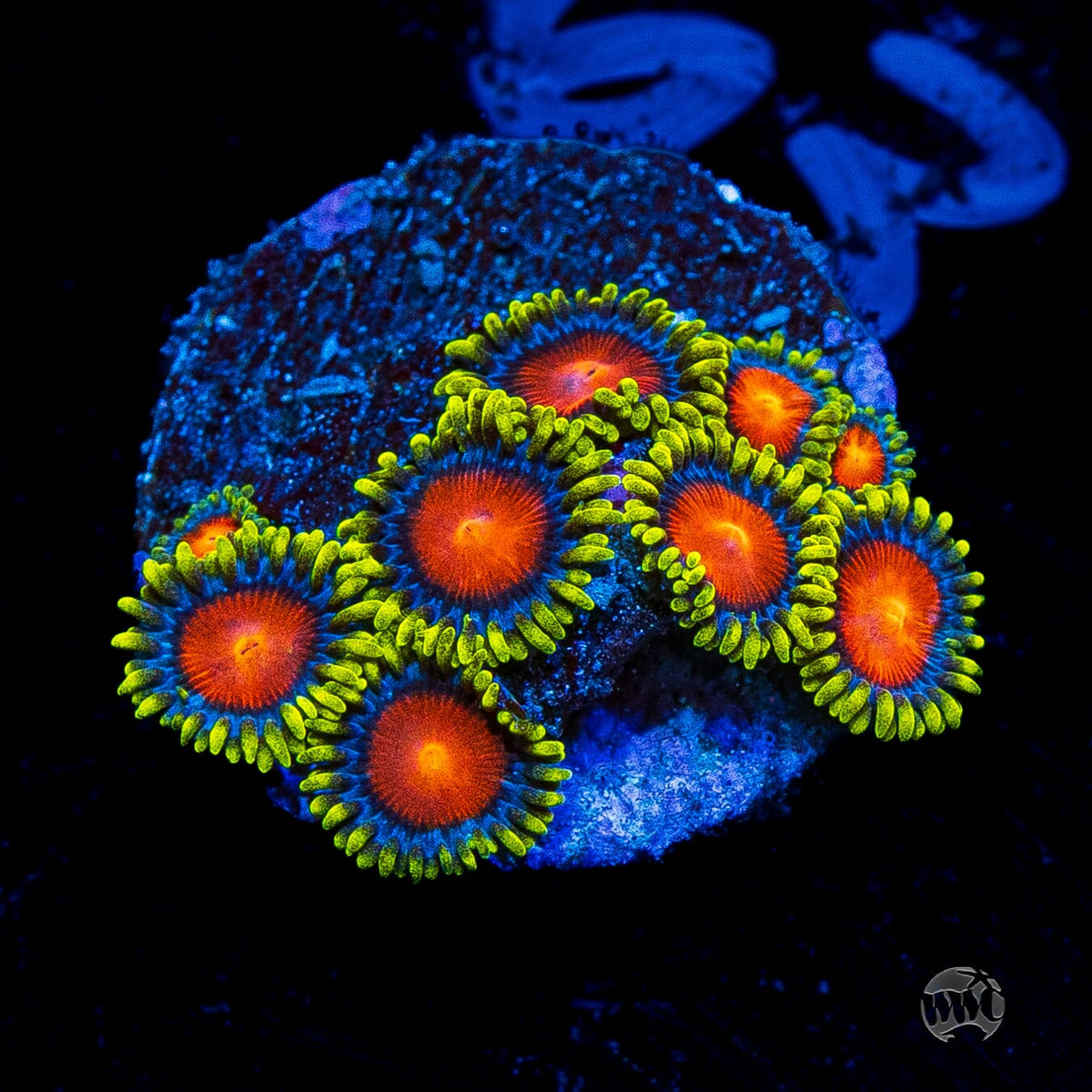 WWC Rising Sun Zoanthids