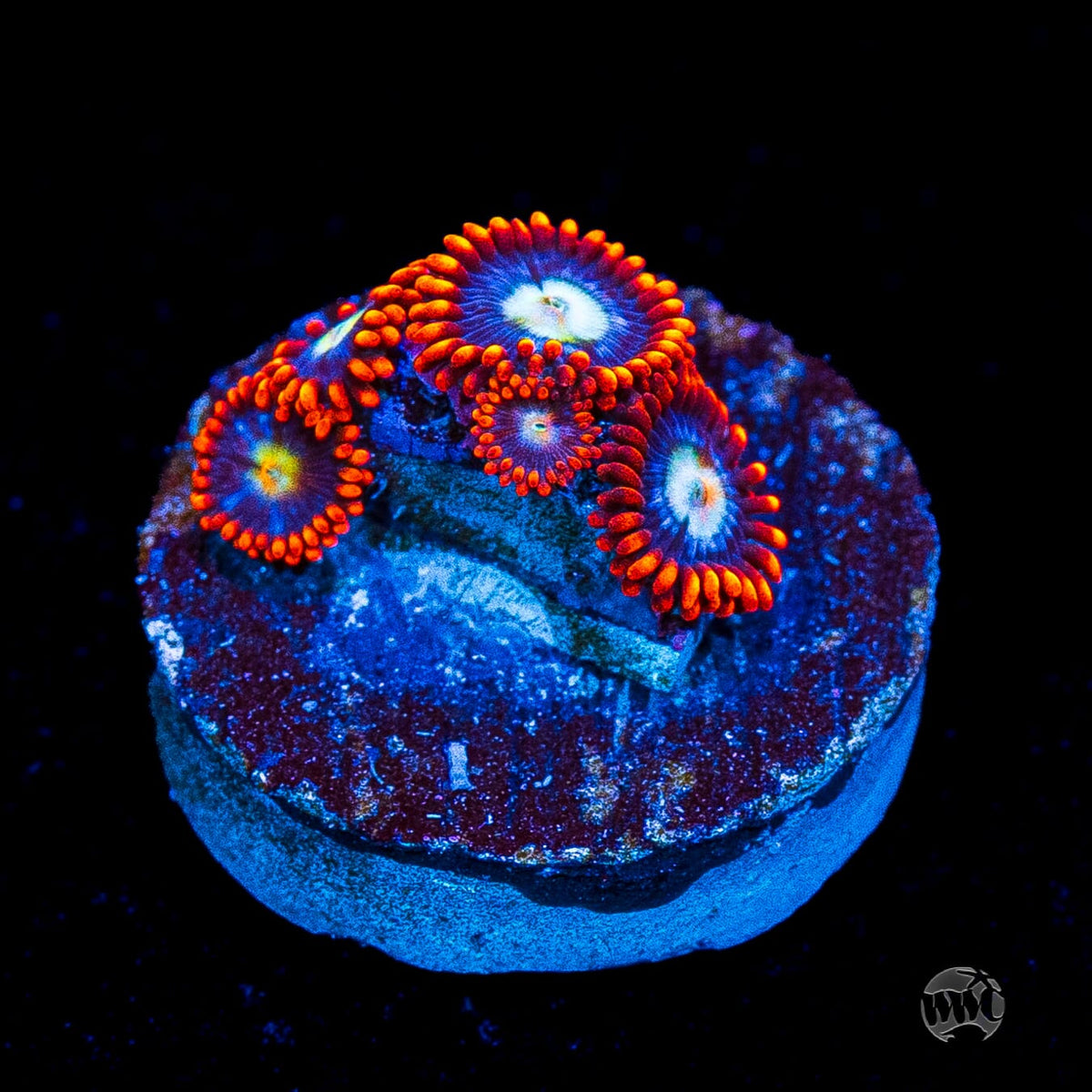 Red Steel Zoanthids