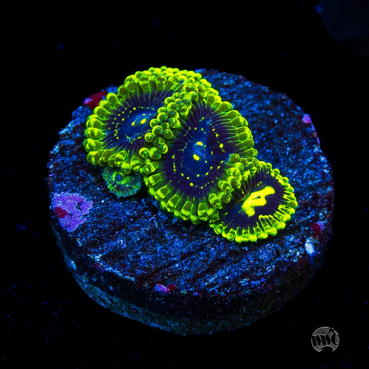 Exosphere Zoanthids