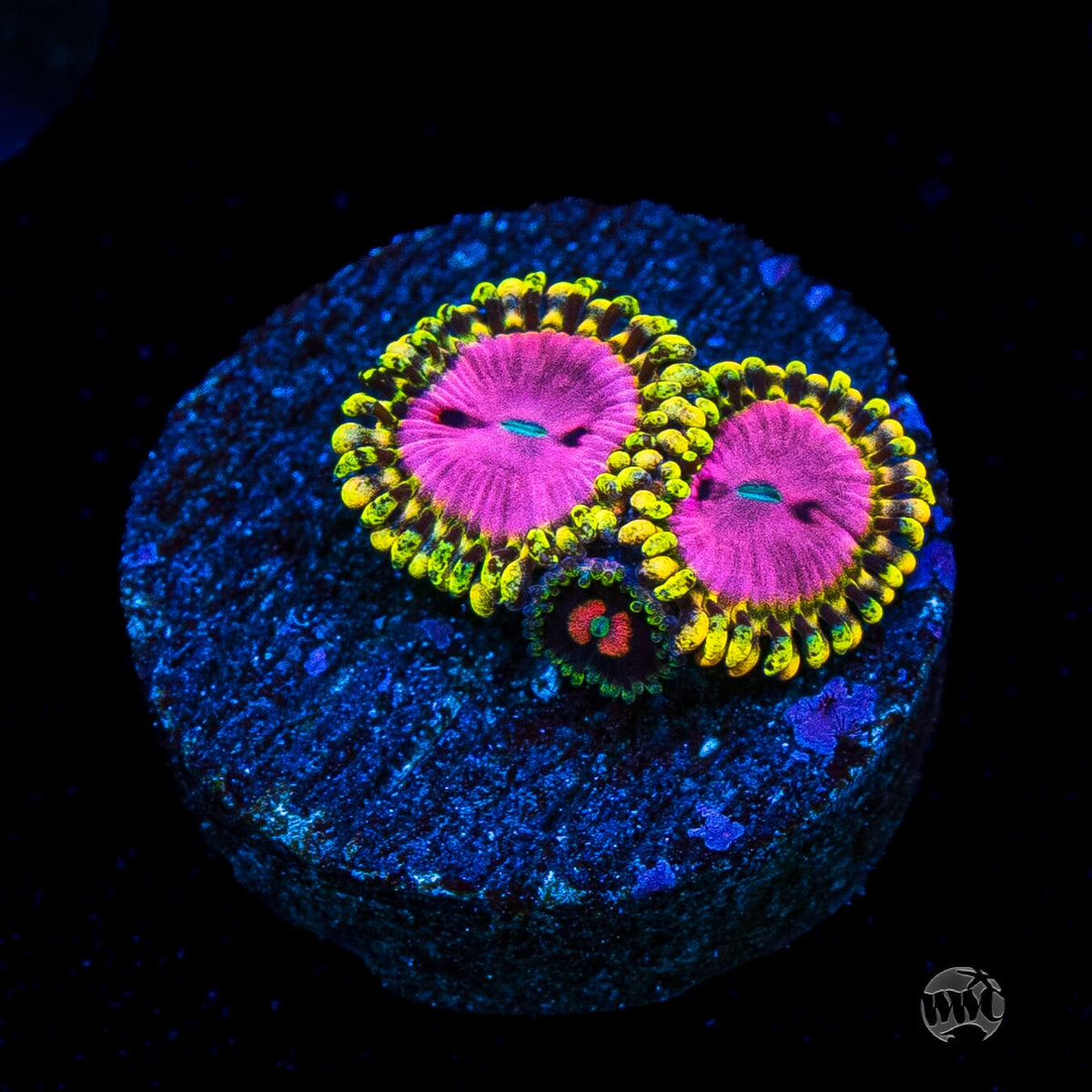 RR Pink Diamond Zoanthids