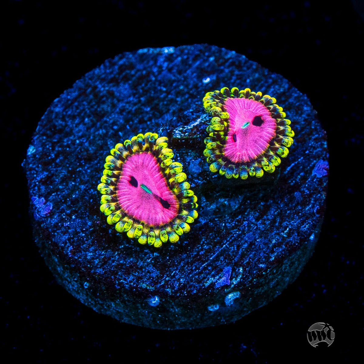 RR Pink Diamond Zoanthids