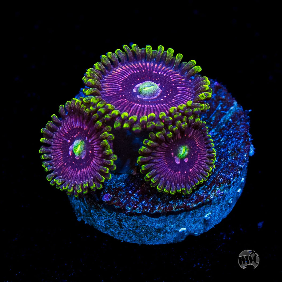 WWC Black Orchid Zoanthids