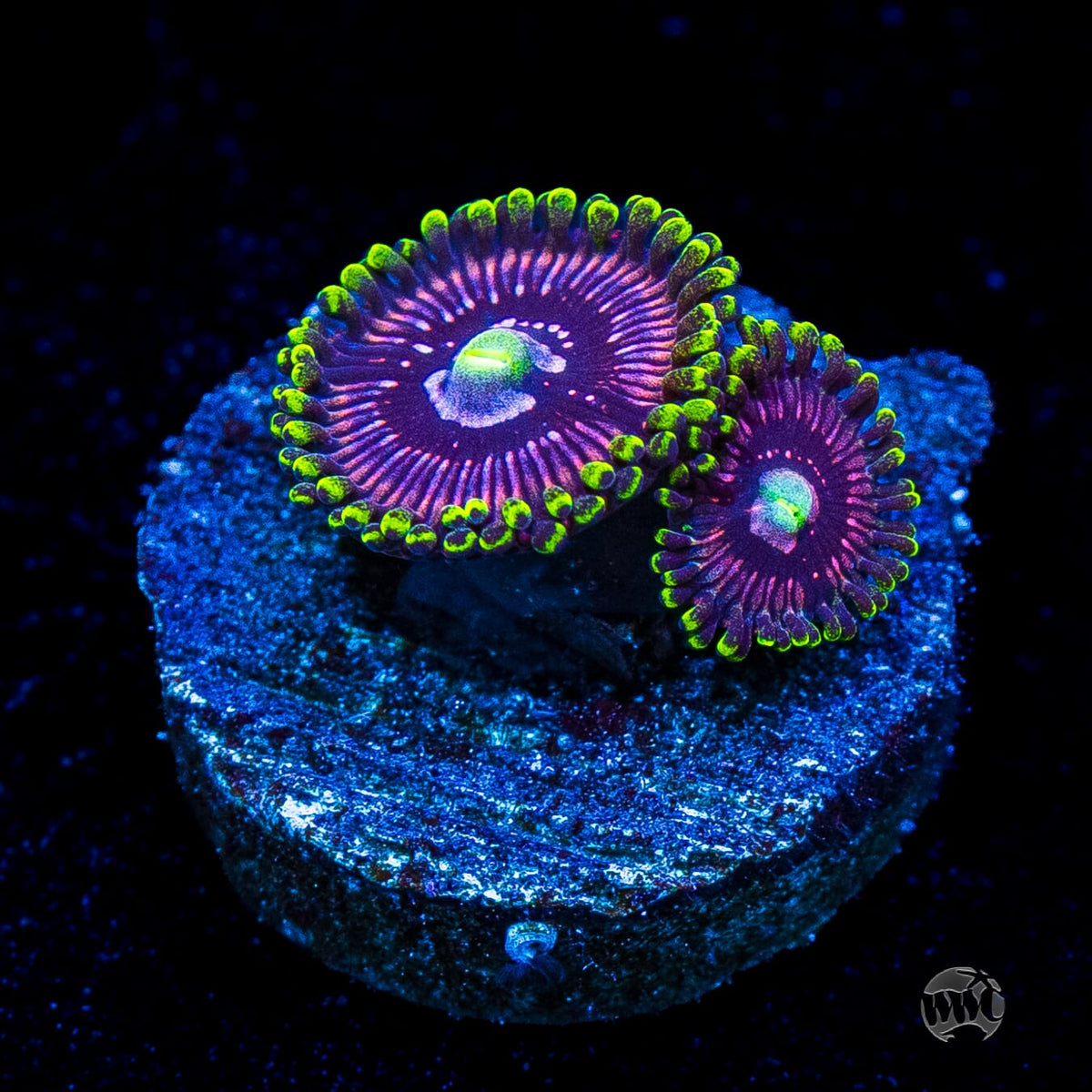 WWC Black Orchid Zoanthids