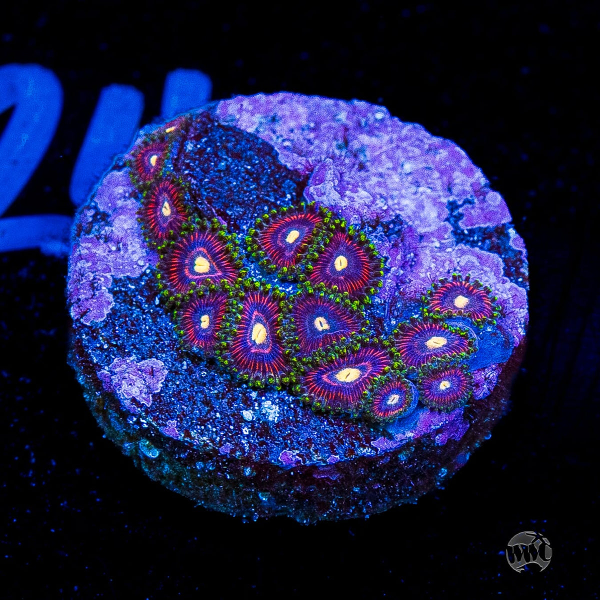 WWC Mini Me Zoanthids