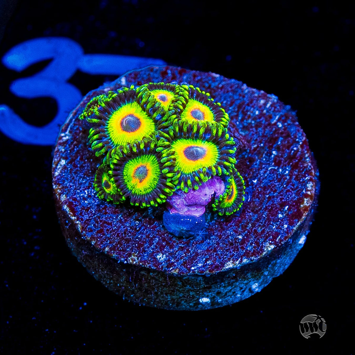 WWC Island Time Zoanthids