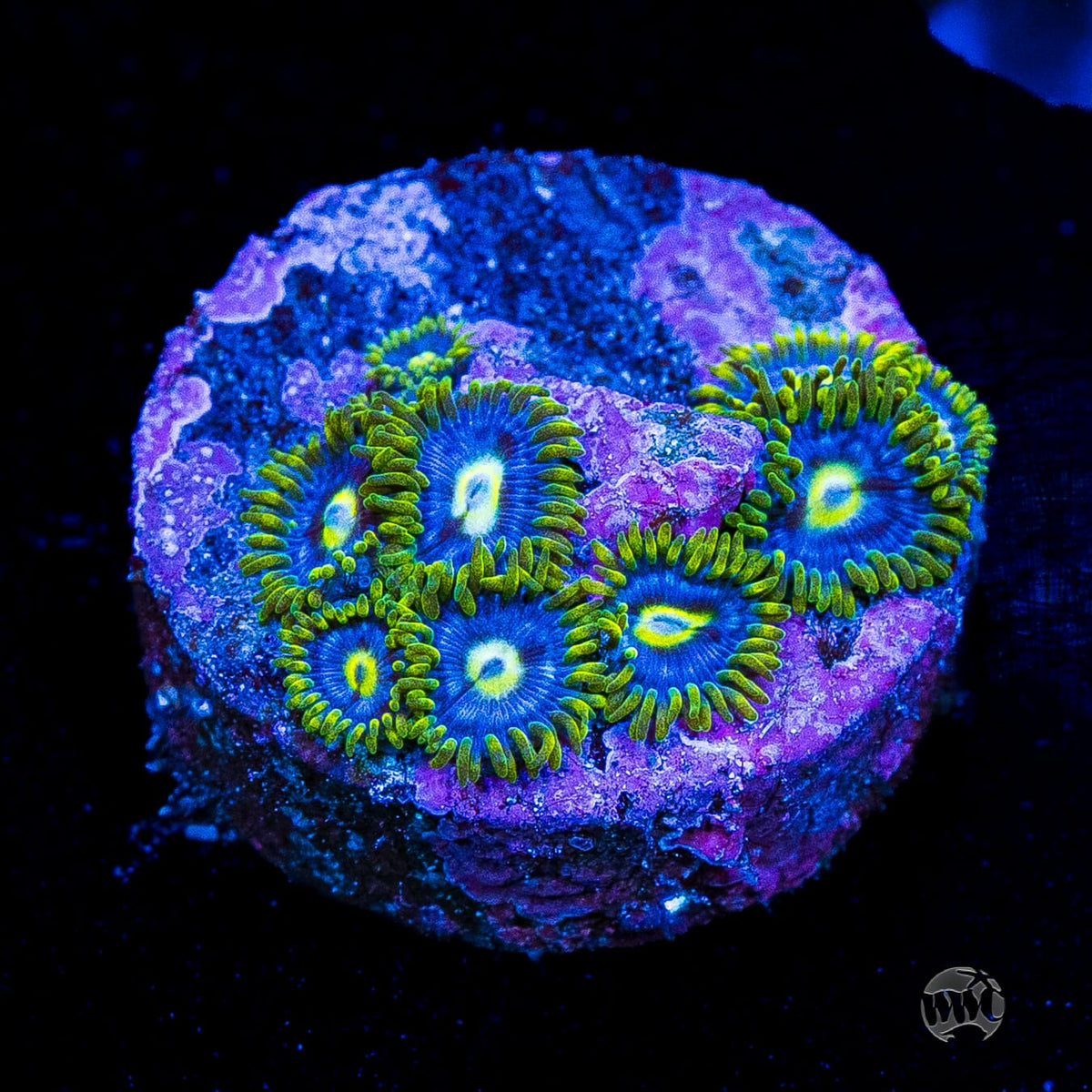 Blueberry Fields Zoanthids