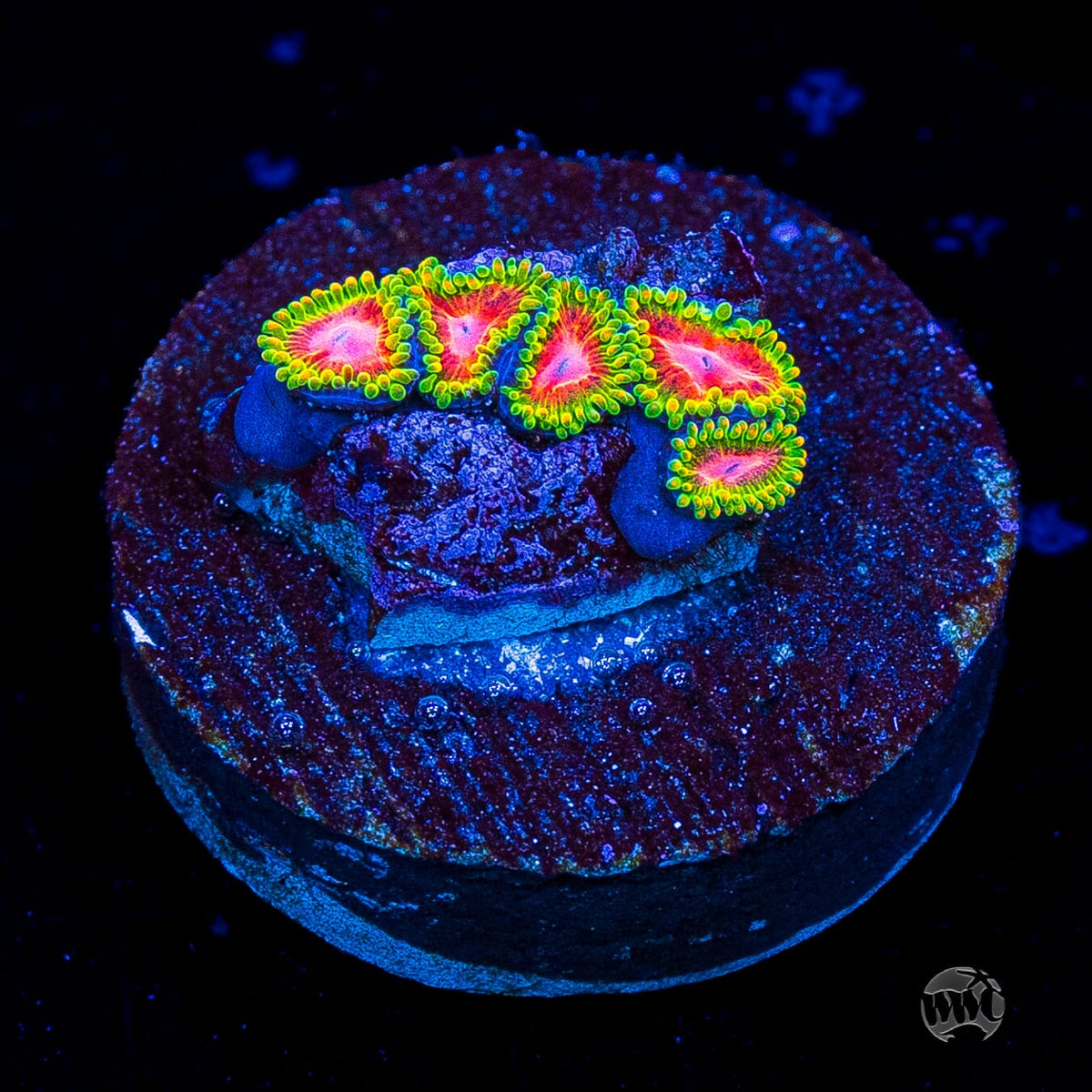 Awesome Blossom Zoanthids