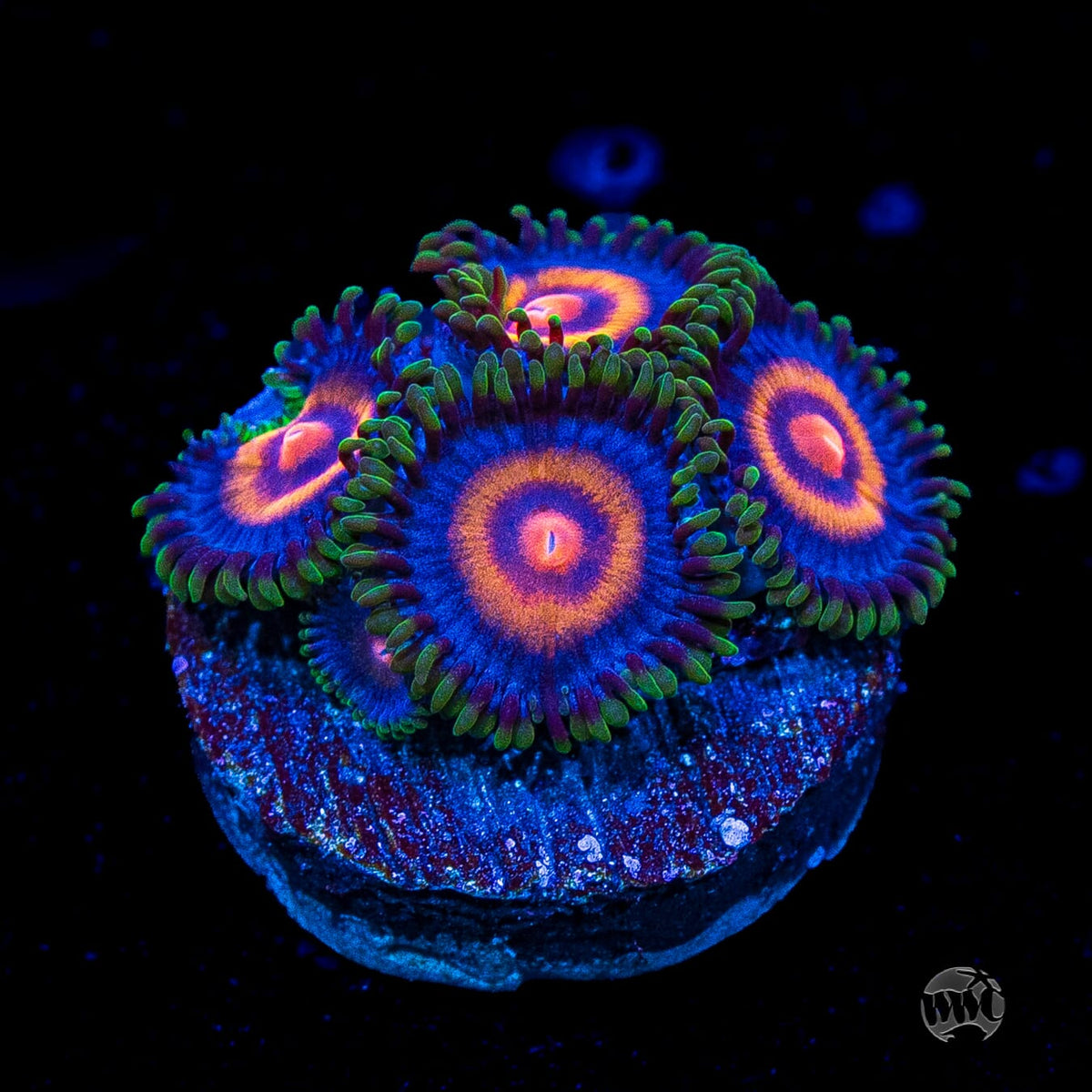 Supergirls Zoanthids