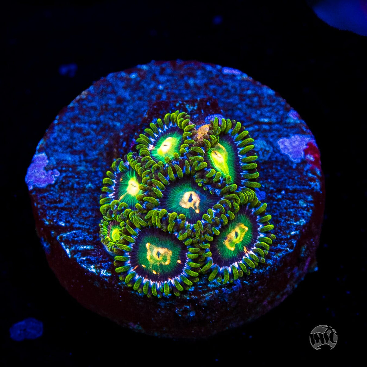 WWC Cosmic Dragon Eye Zoanthids