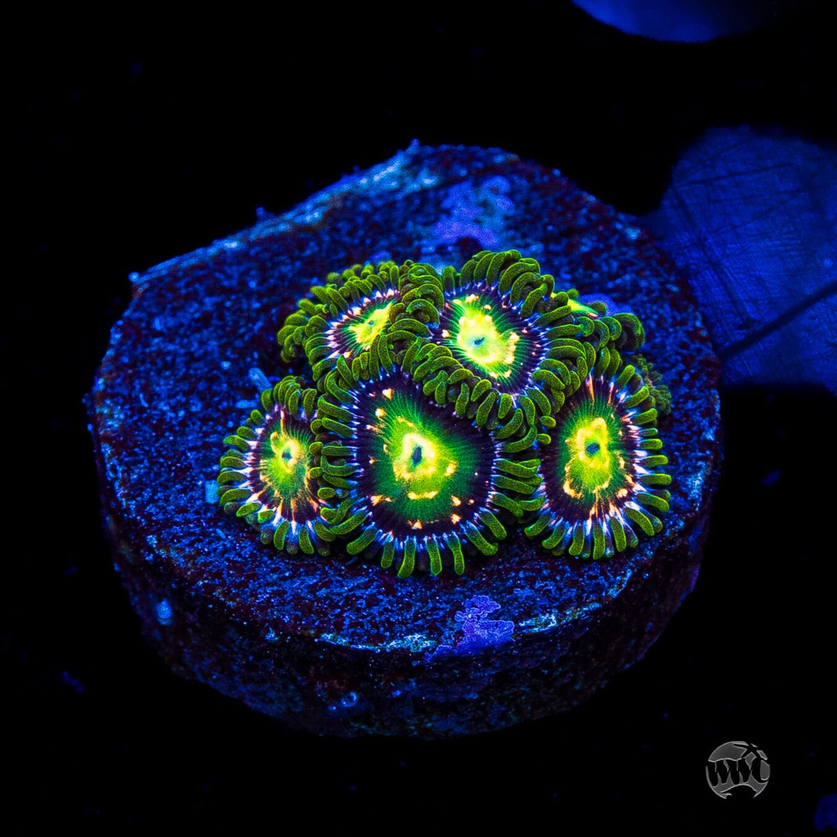 WWC Cosmic Dragon Eye Zoanthids