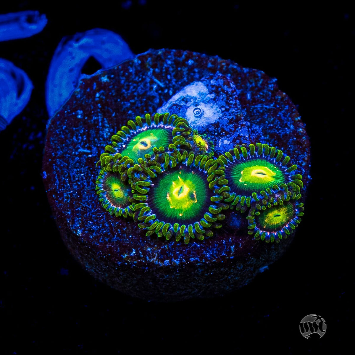 WWC Cosmic Dragon Eye Zoanthids