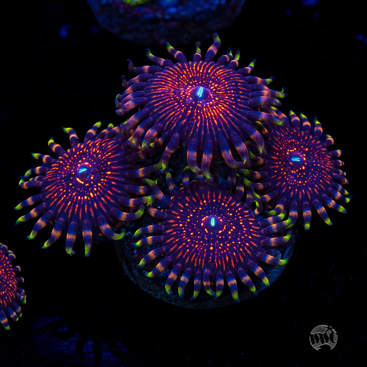 ARC Nightcrawler Zoanthids