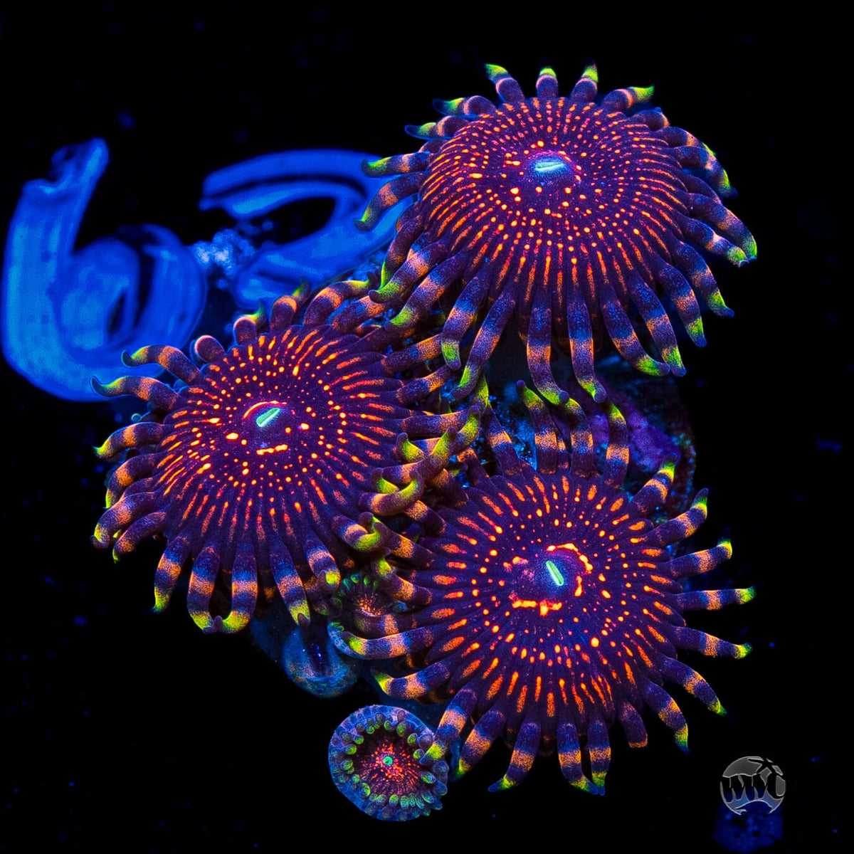 ARC Nightcrawler Zoanthids