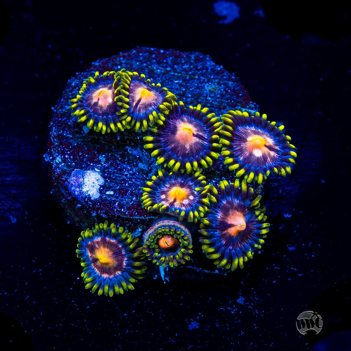 WWC Purple Pinwheel Zoanthids