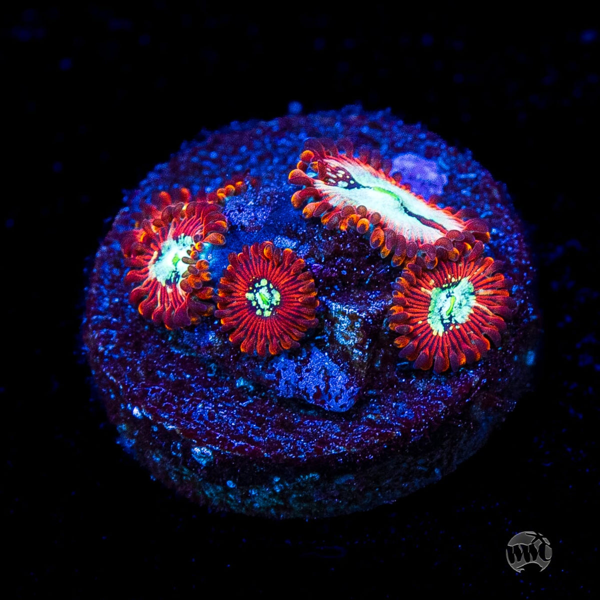 WWC Warlock Zoanthids