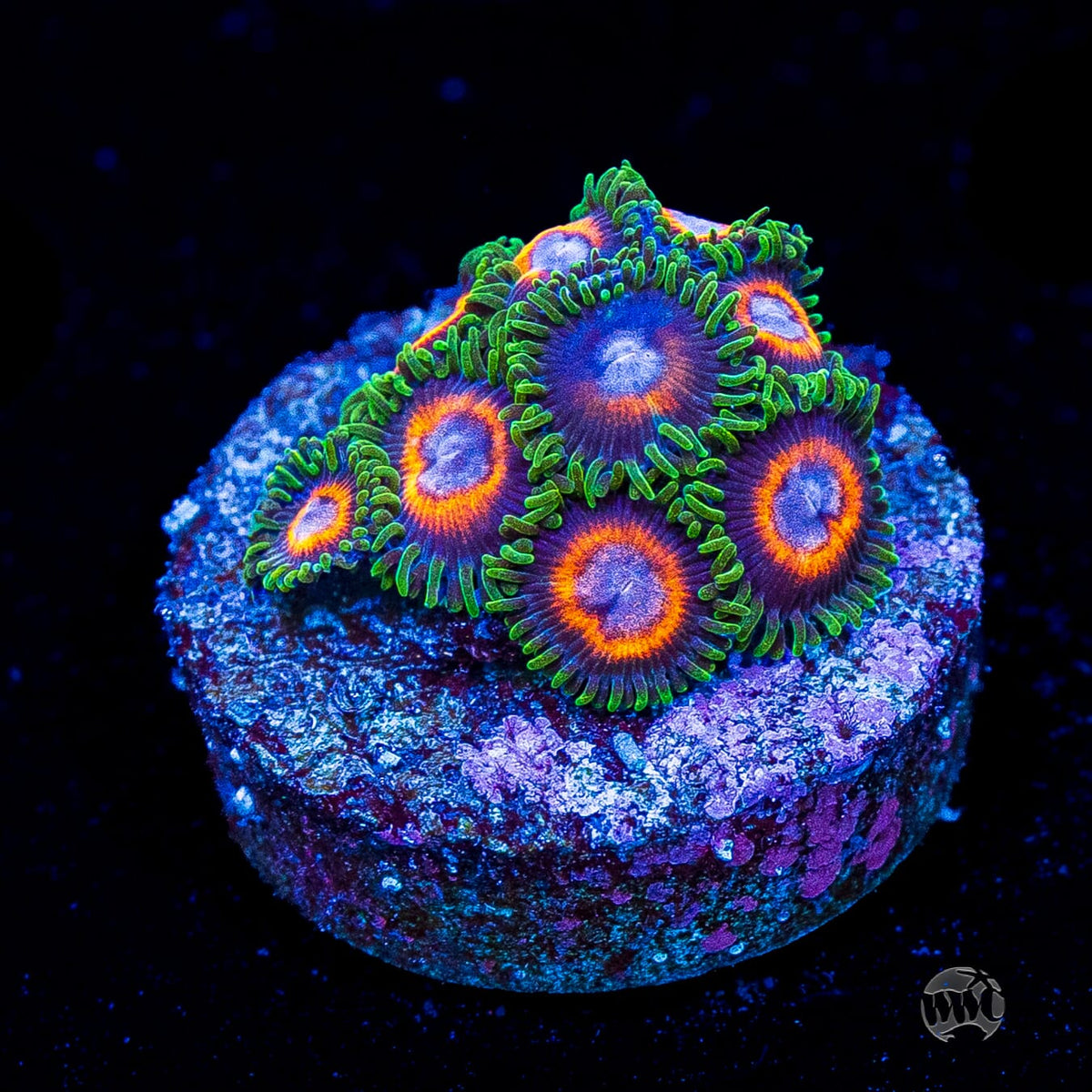 Jason Fox Fairy Tales Zoanthids