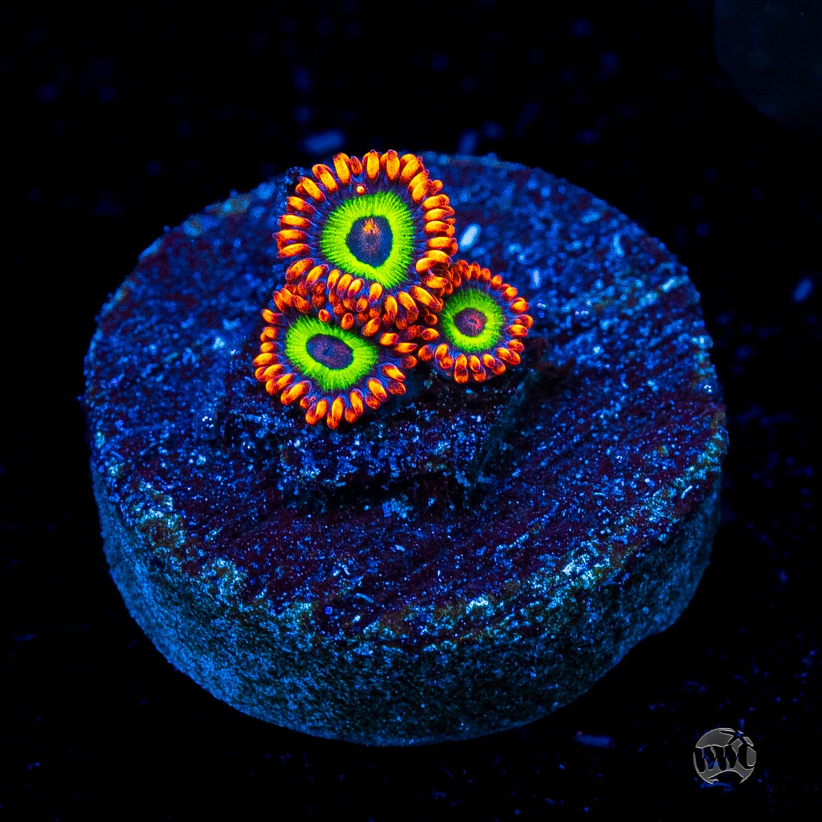 Jason Fox Vegas Strip Zoanthids