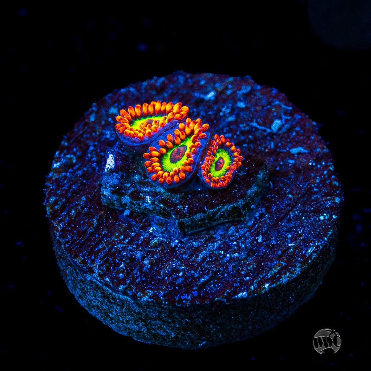 Jason Fox Vegas Strip Zoanthids