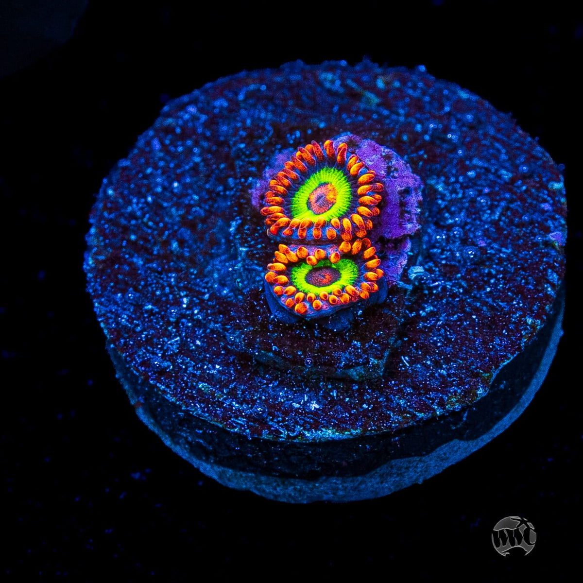 Jason Fox Vegas Strip Zoanthids