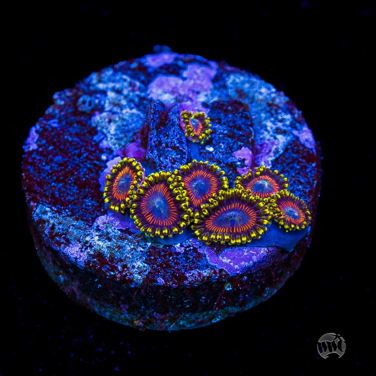 WWC Dragon Ballz Zoanthids