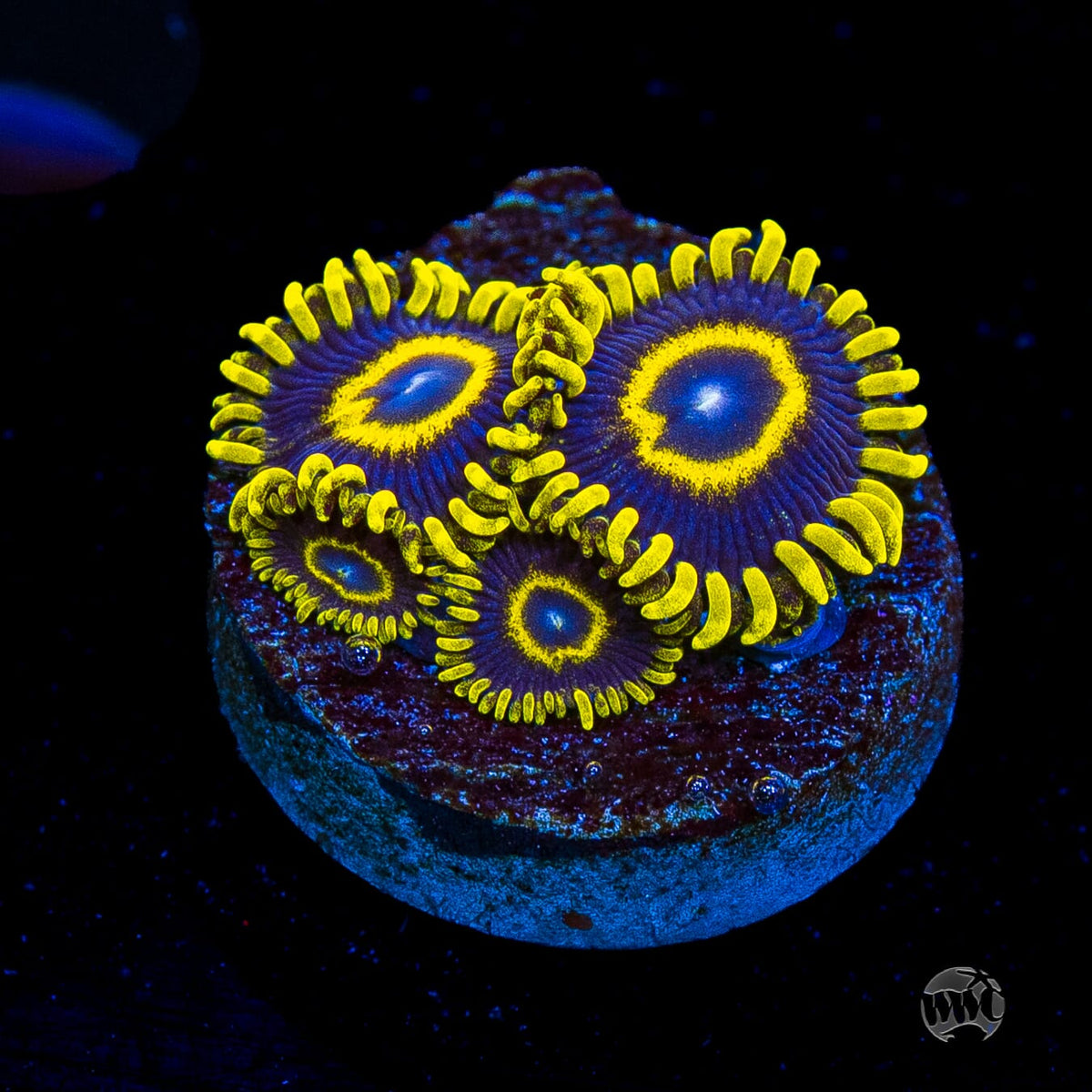 WWC Blue Macaw Zoanthids