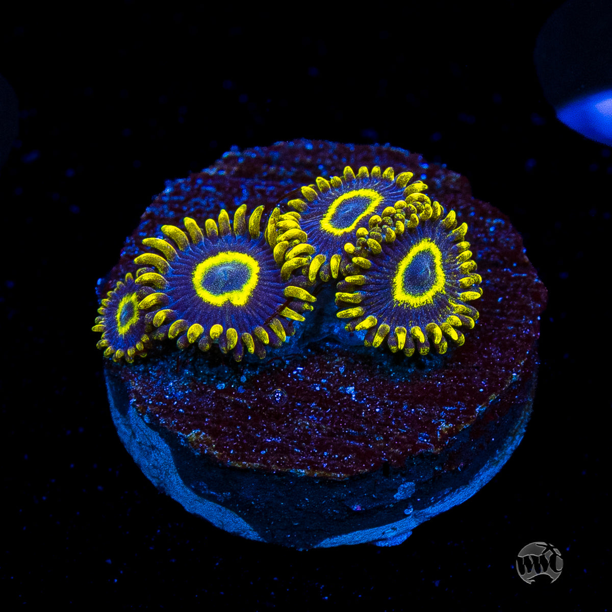 WWC Blue Macaw Zoanthids