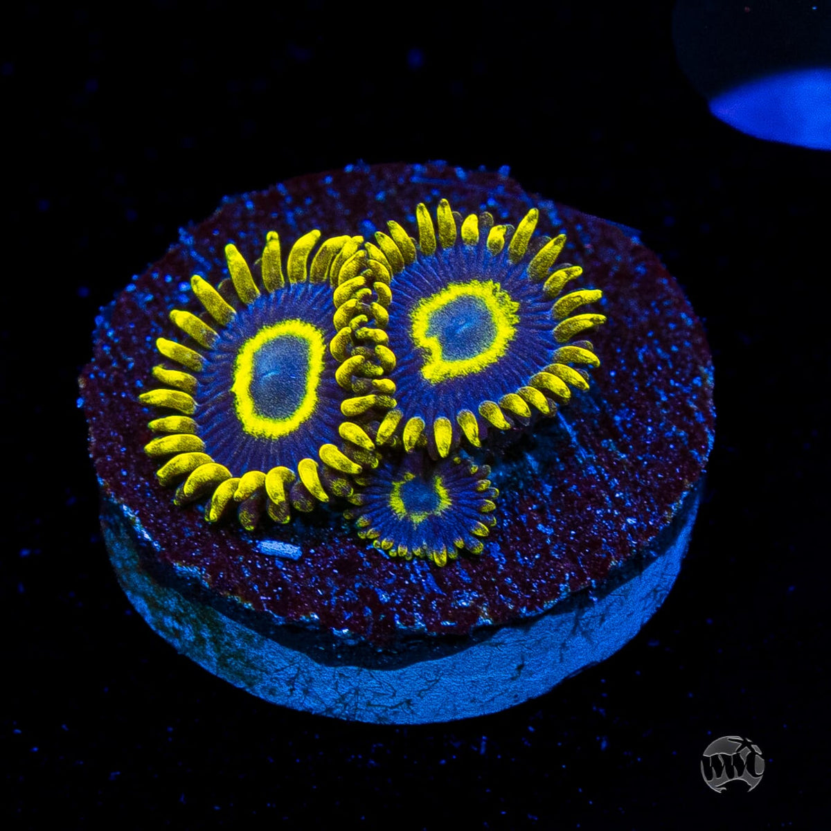 WWC Blue Macaw Zoanthids