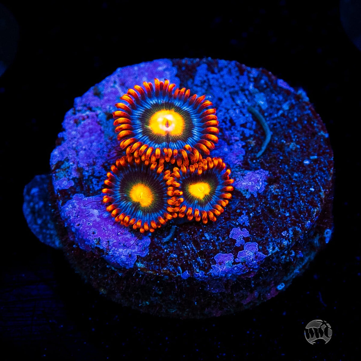 WWC Bongo Babes Zoanthids