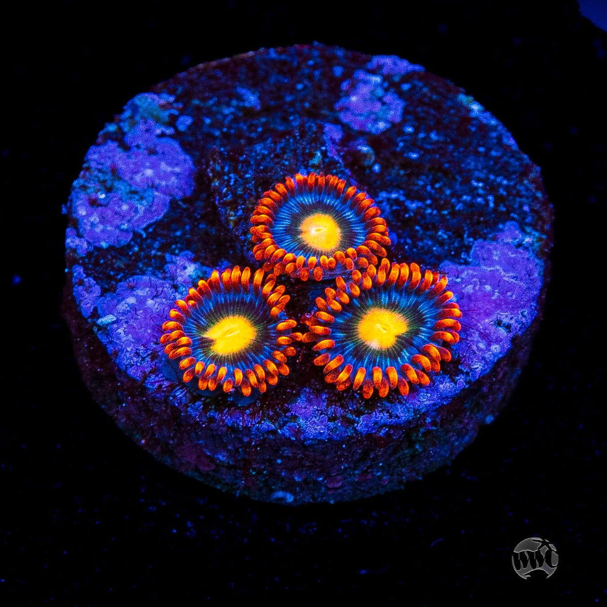 WWC Bongo Babes Zoanthids