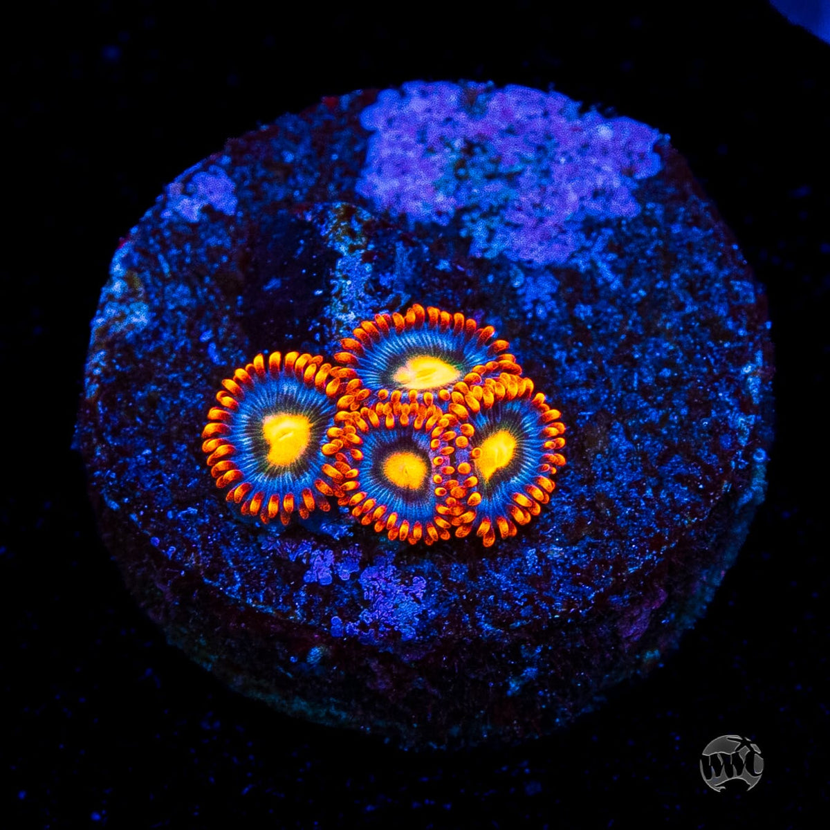 WWC Bongo Babes Zoanthids