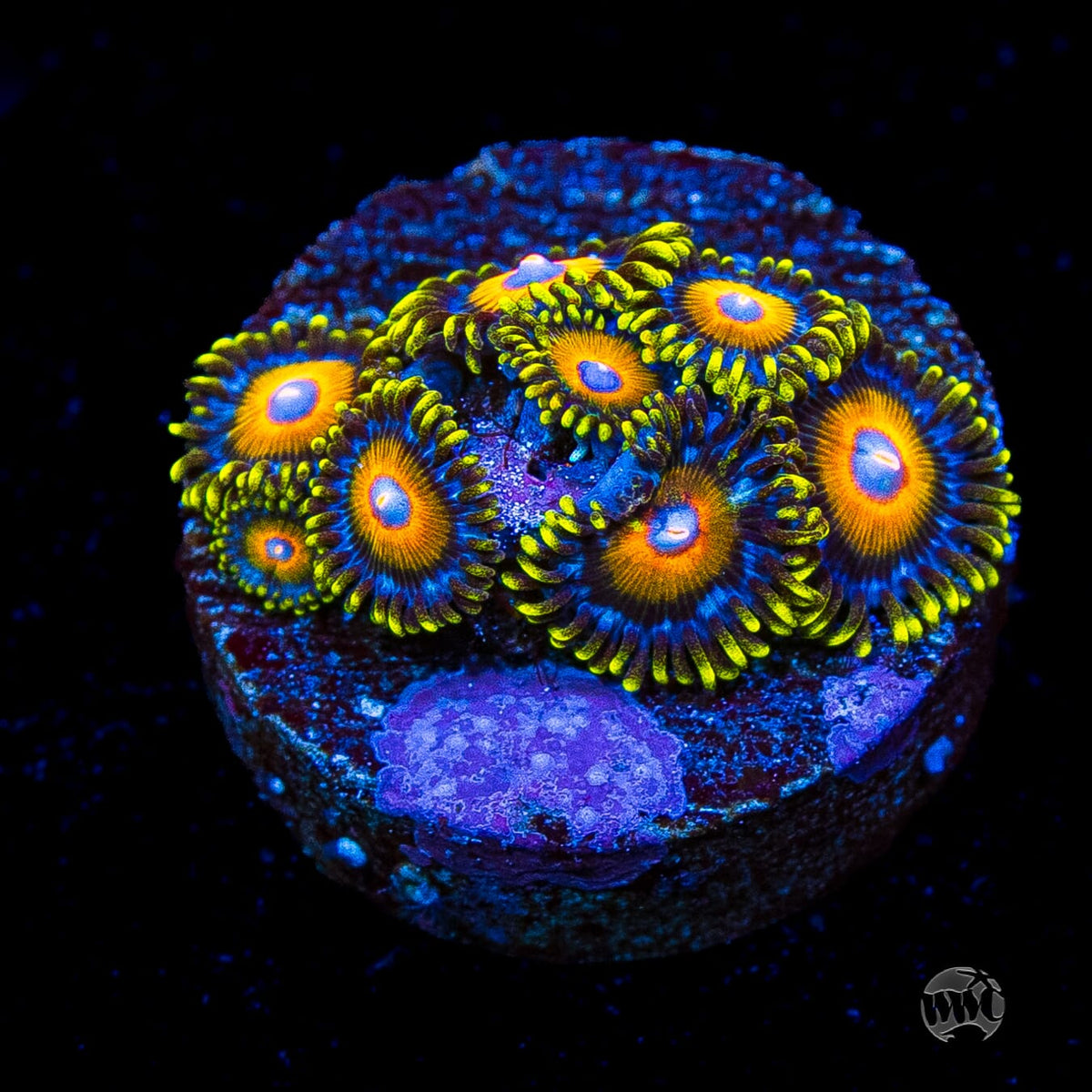 Super Saiyan Zoanthids