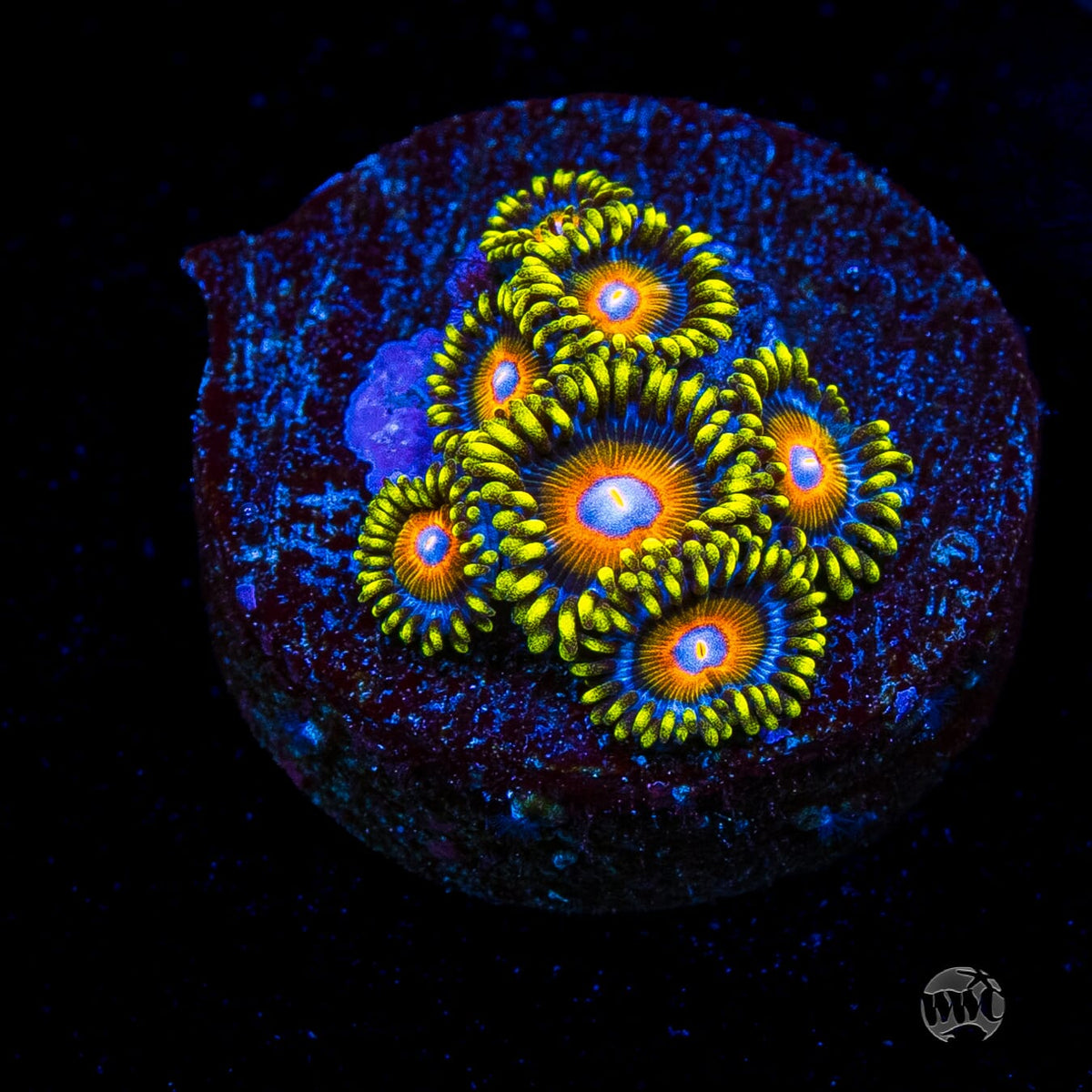 Super Saiyan Zoanthids