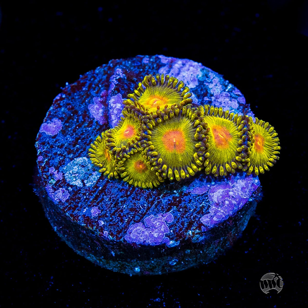 WWC Golden Gods Zoanthids