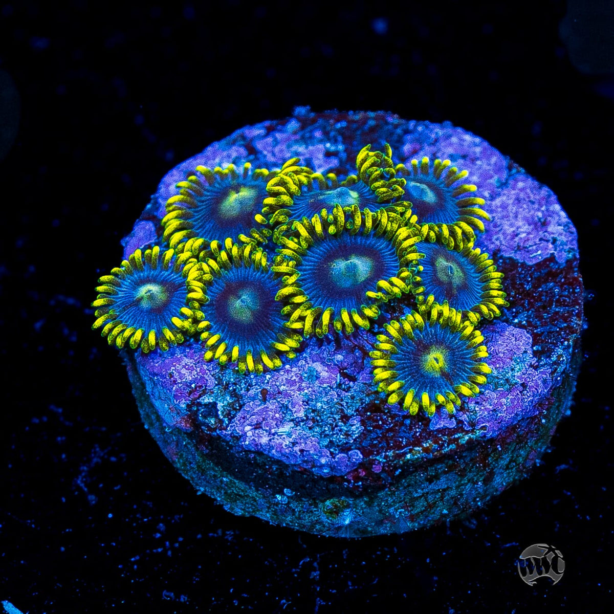 Blueberry Fields Zoanthids