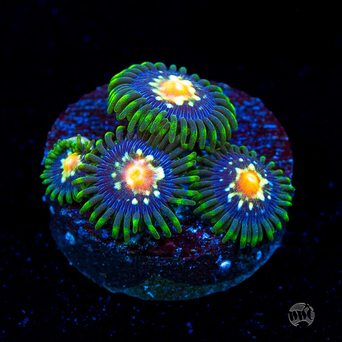 Jason Fox Stargazer Zoanthids