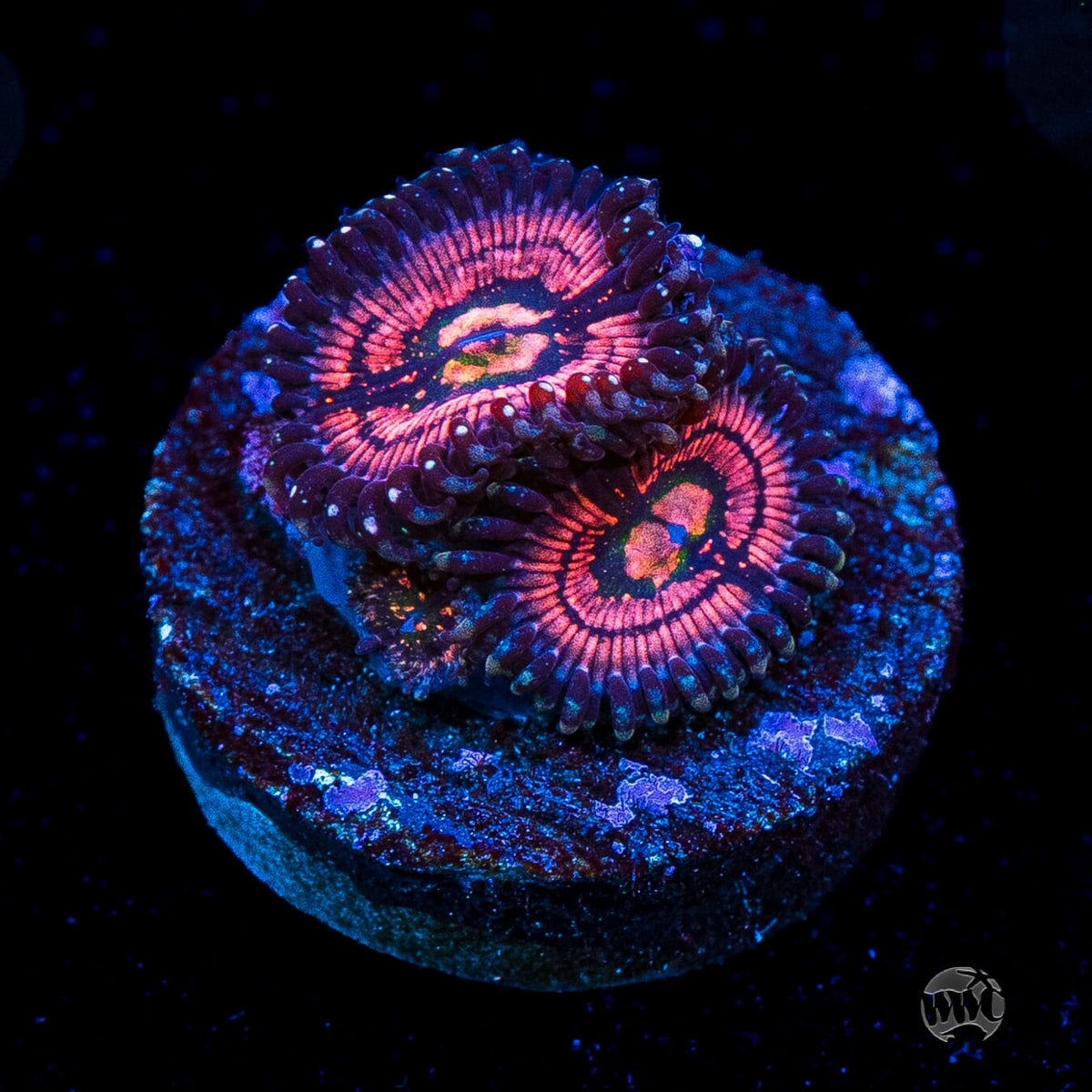 WWC Van Damme Zoanthids