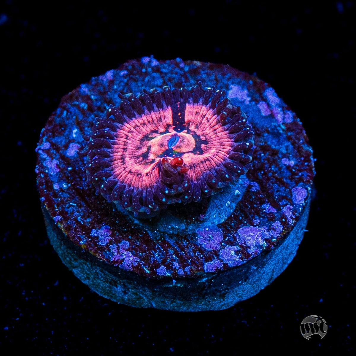 WWC Van Damme Zoanthids