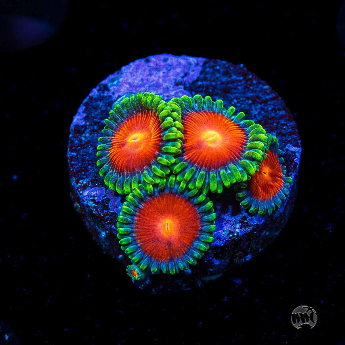 WWC Elemental Fury Zoanthids