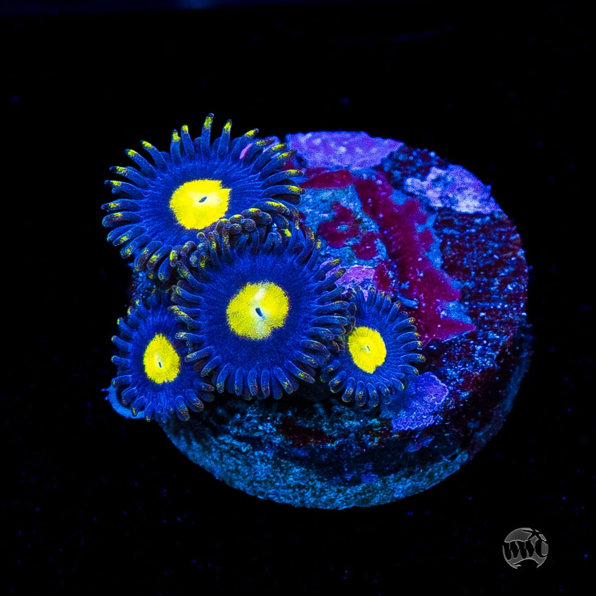 WWC Crazy Kimchi Zoanthids